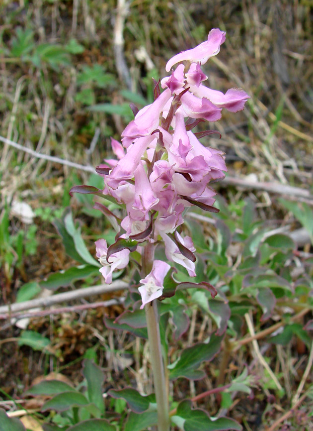 Image of Corydalis paeoniifolia specimen.