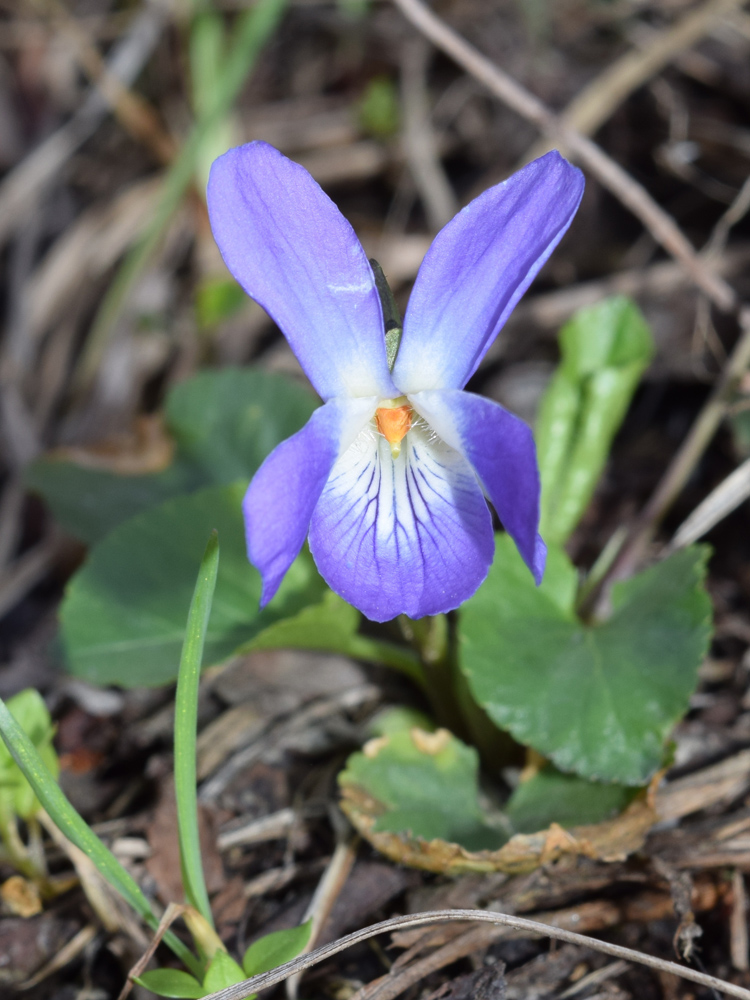 Image of Viola suavis specimen.