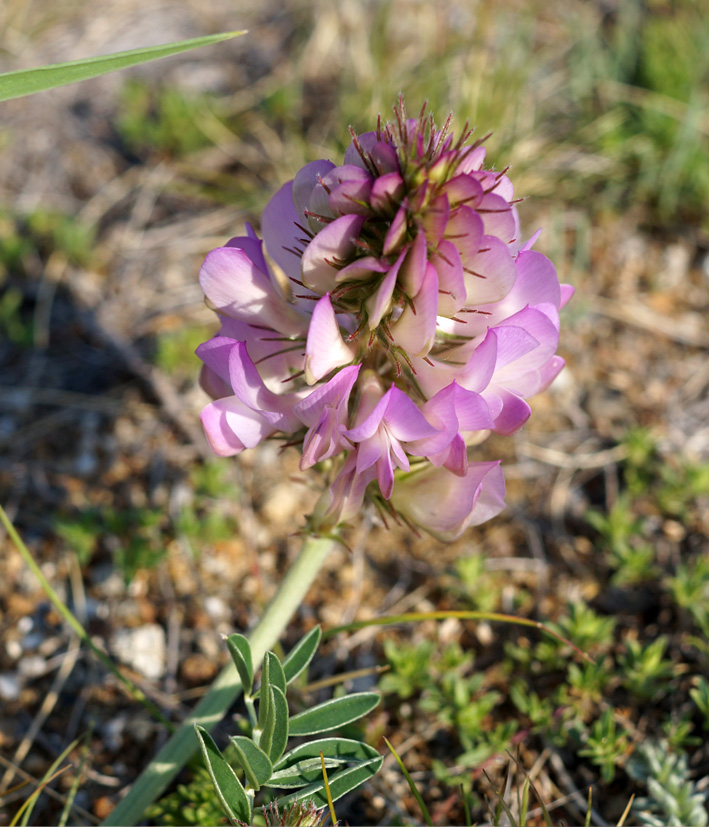 Image of Hedysarum gmelinii specimen.