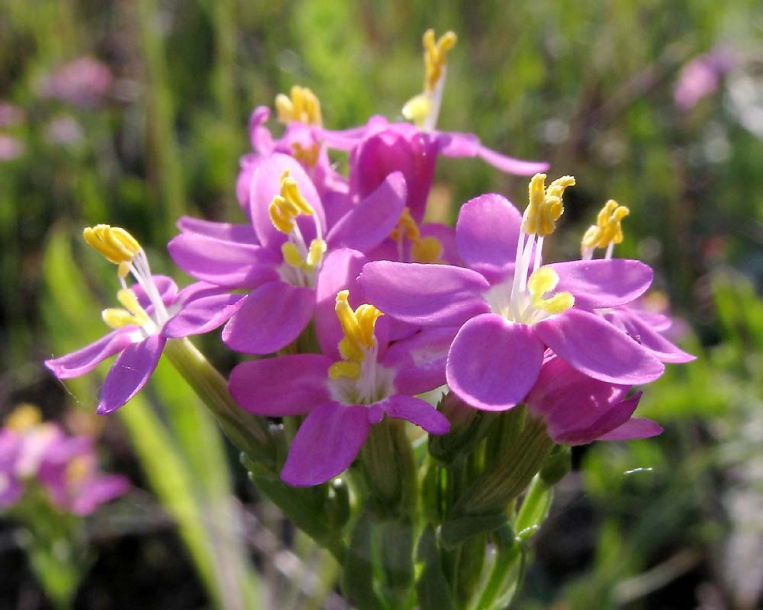 Image of Centaurium erythraea specimen.