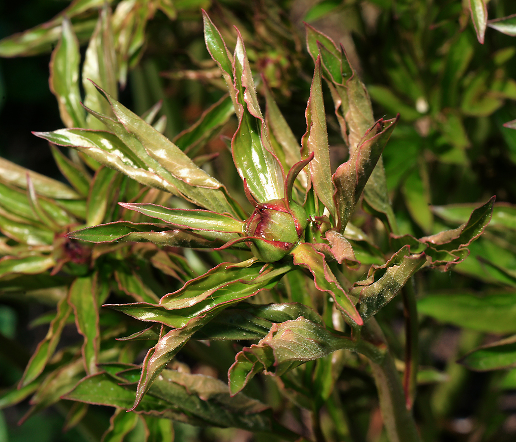 Image of Paeonia lactiflora specimen.