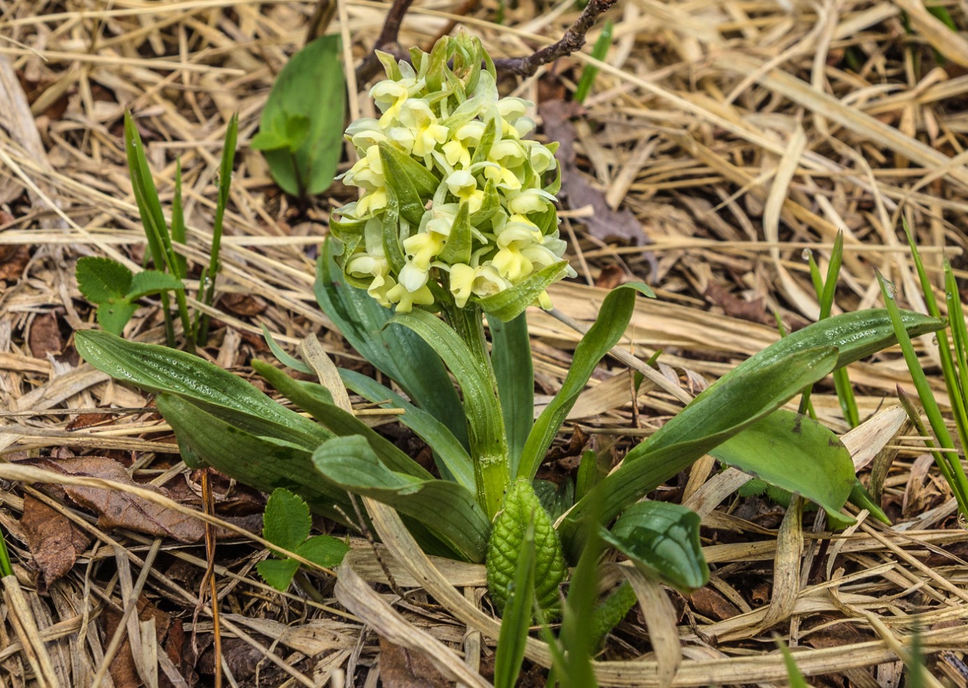 Изображение особи Dactylorhiza romana ssp. georgica.