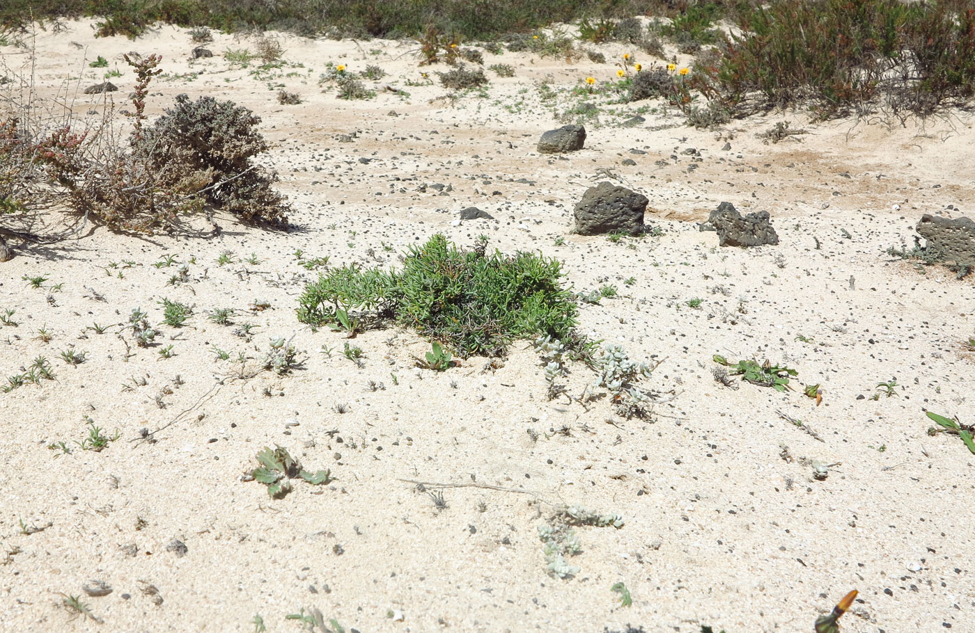 Изображение особи Limonium papillatum.