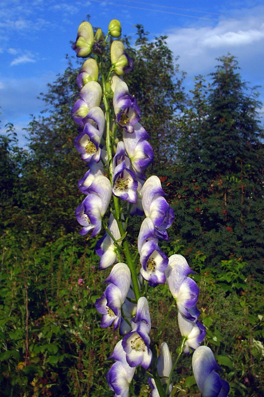 Изображение особи Aconitum &times; stoerkianum.