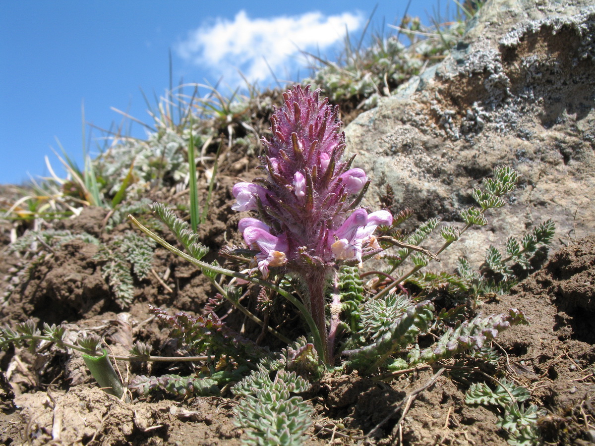 Image of Pedicularis violascens specimen.