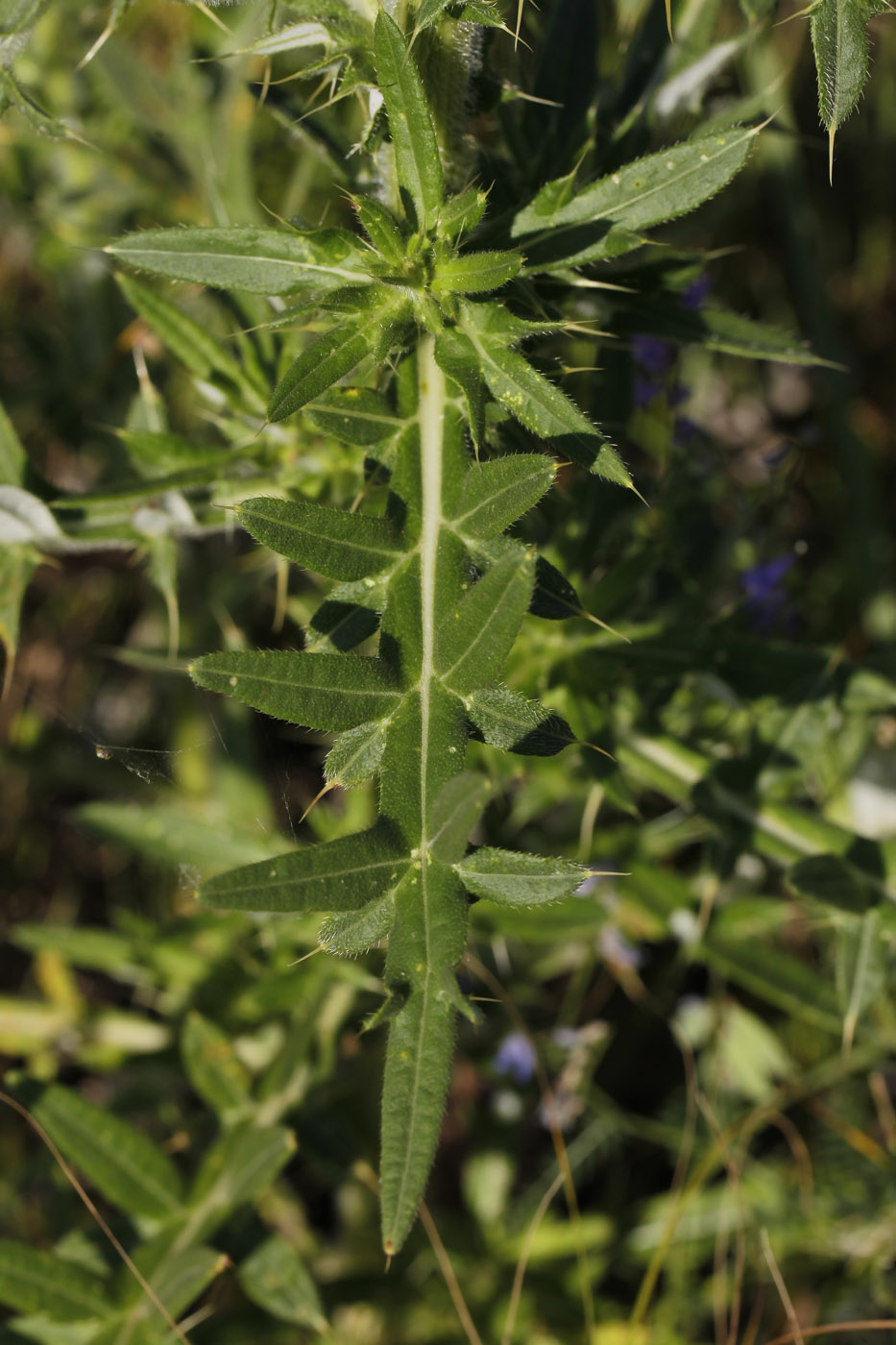 Изображение особи Cirsium serrulatum.