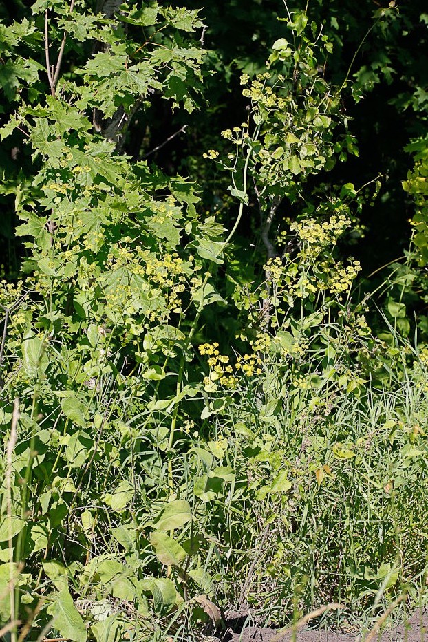 Image of Bupleurum longifolium ssp. aureum specimen.