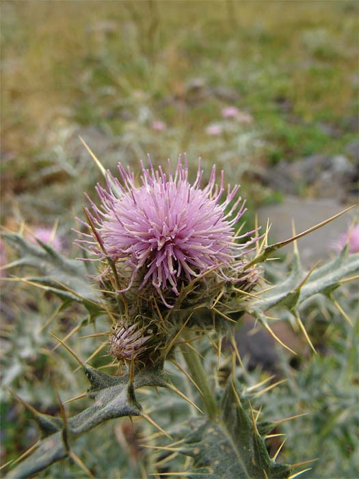 Image of Cirsium tomentosum specimen.