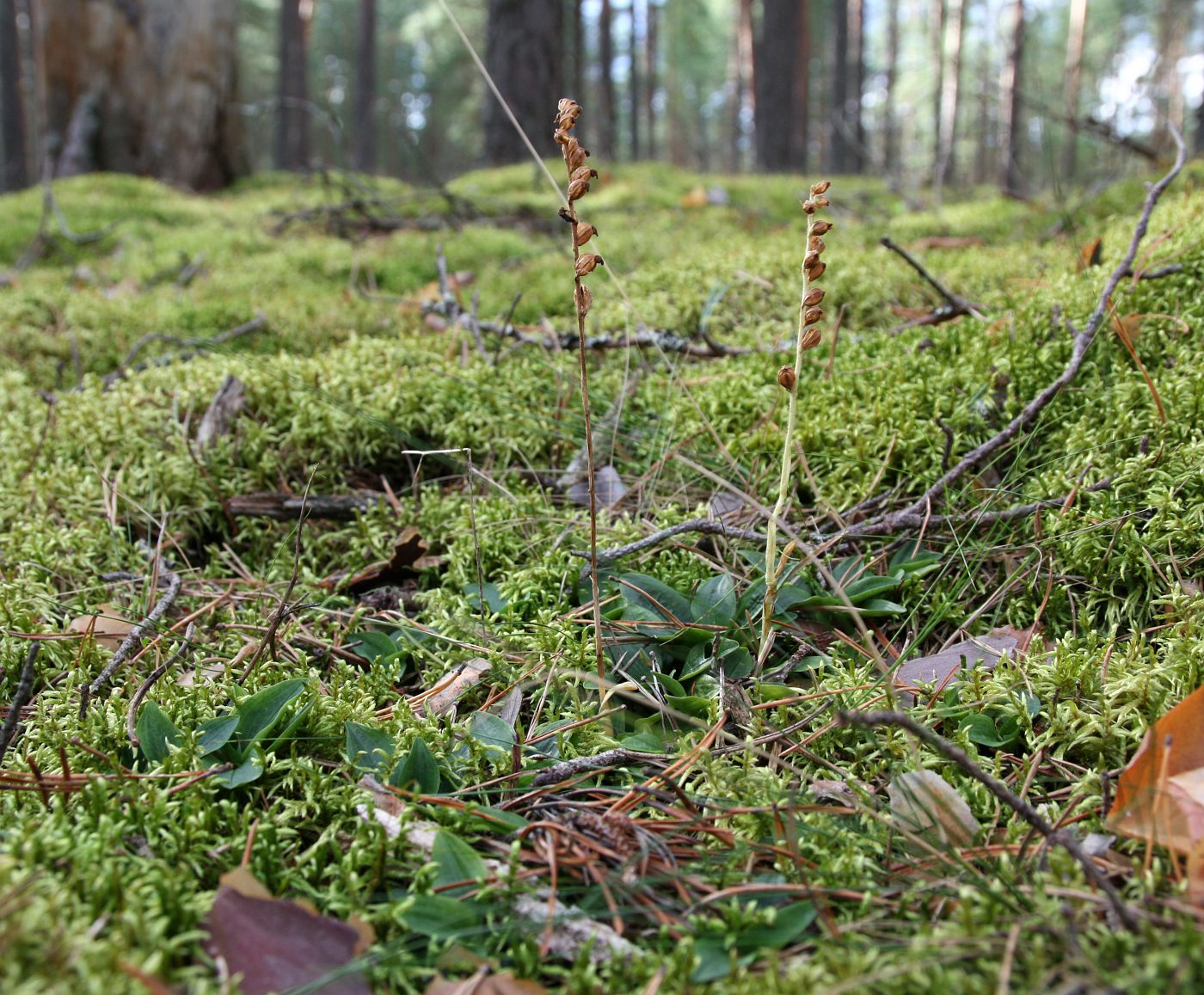 Image of Goodyera repens specimen.