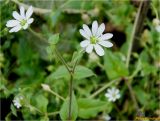 Myosoton aquaticum. Верхушка цветущего растения. Украина, Ивано-Франковская обл., Болеховский горсовет, Поляницкий региональный ландшафтный парк, ур. Каменный, опушка леса. 04.10.2016.