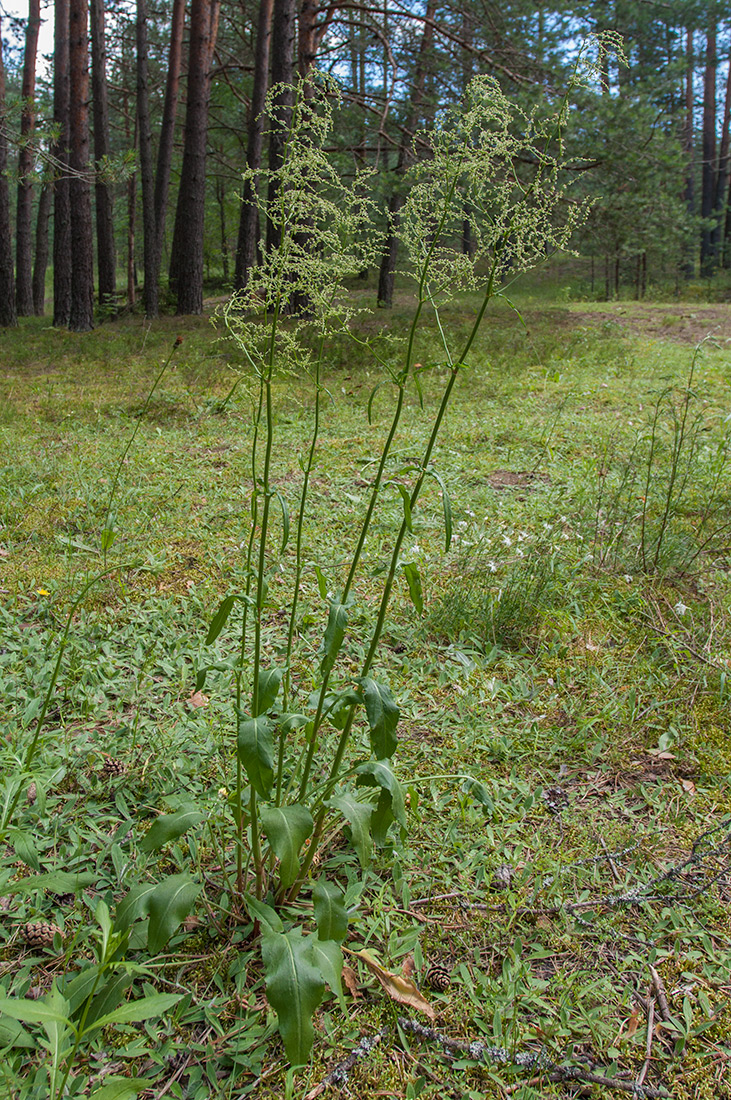 Изображение особи Rumex thyrsiflorus.