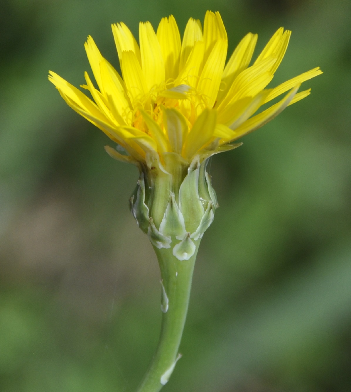 Image of Reichardia picroides specimen.