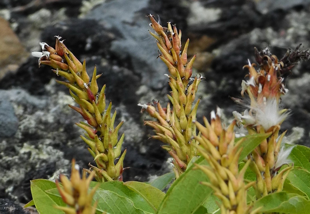 Image of Salix sphenophylla specimen.