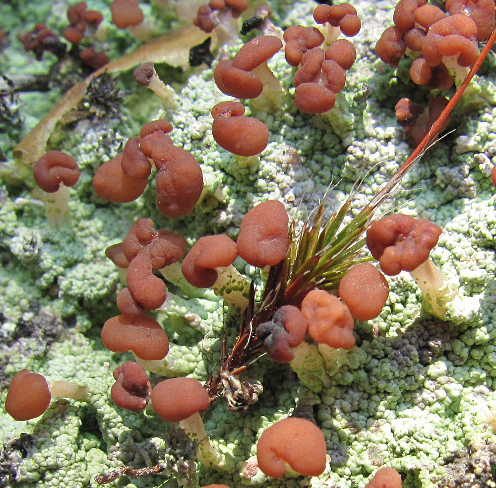 Image of Baeomyces rufus specimen.