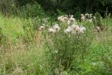 Cirsium vulgare. Плодоносящее растение. Беларусь, Витебская обл., пос. Езерище, заросшие травами свежие отвалы грунта у края дренажной канавы. 14.08.2016.