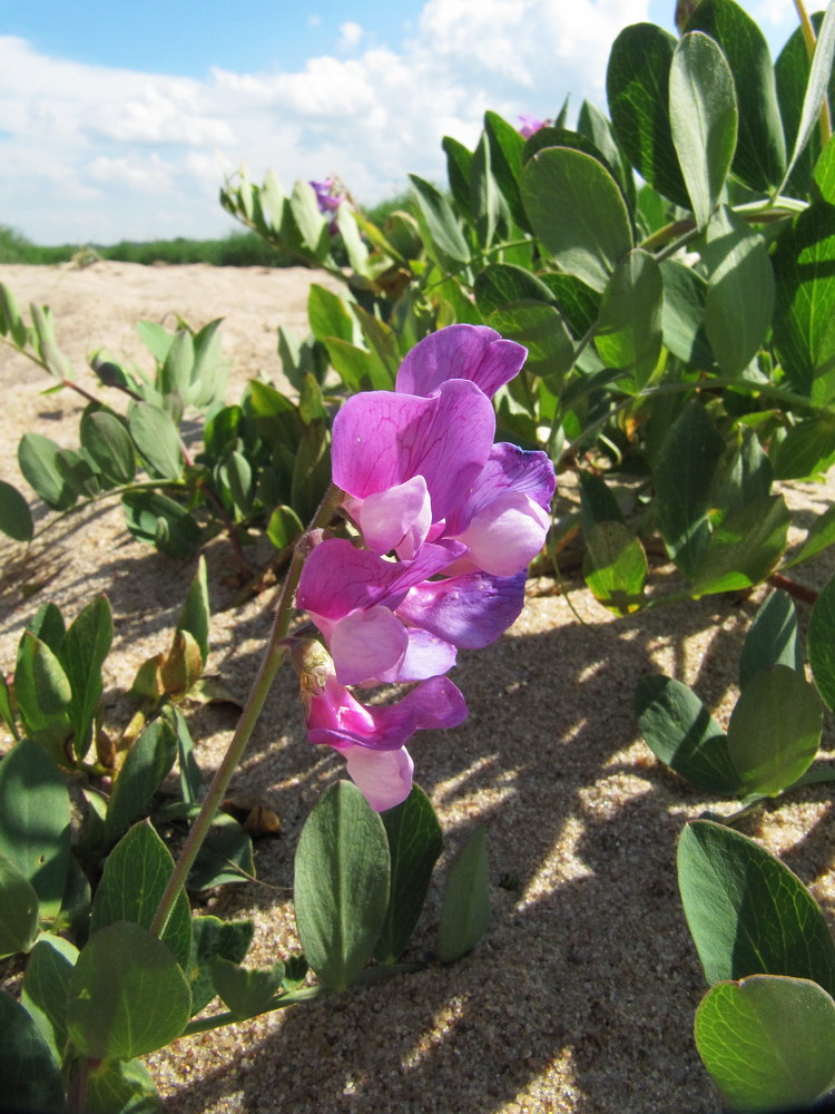 Image of Lathyrus japonicus ssp. pubescens specimen.