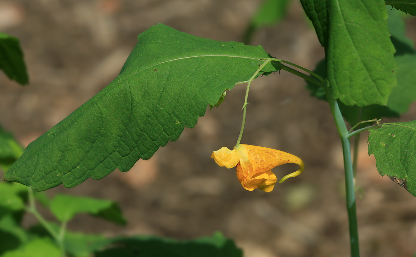 Image of Impatiens noli-tangere specimen.