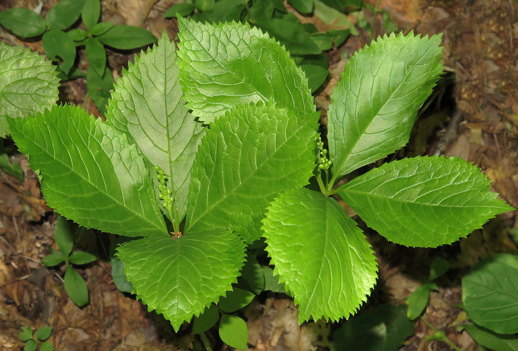 Изображение особи Chloranthus quadrifolius.