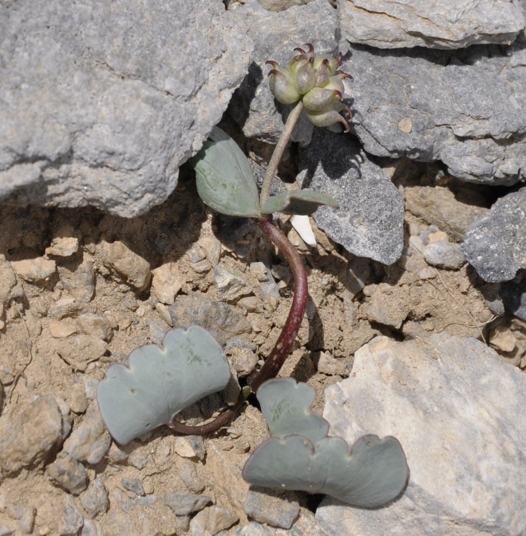 Image of Ranunculus brevifolius specimen.