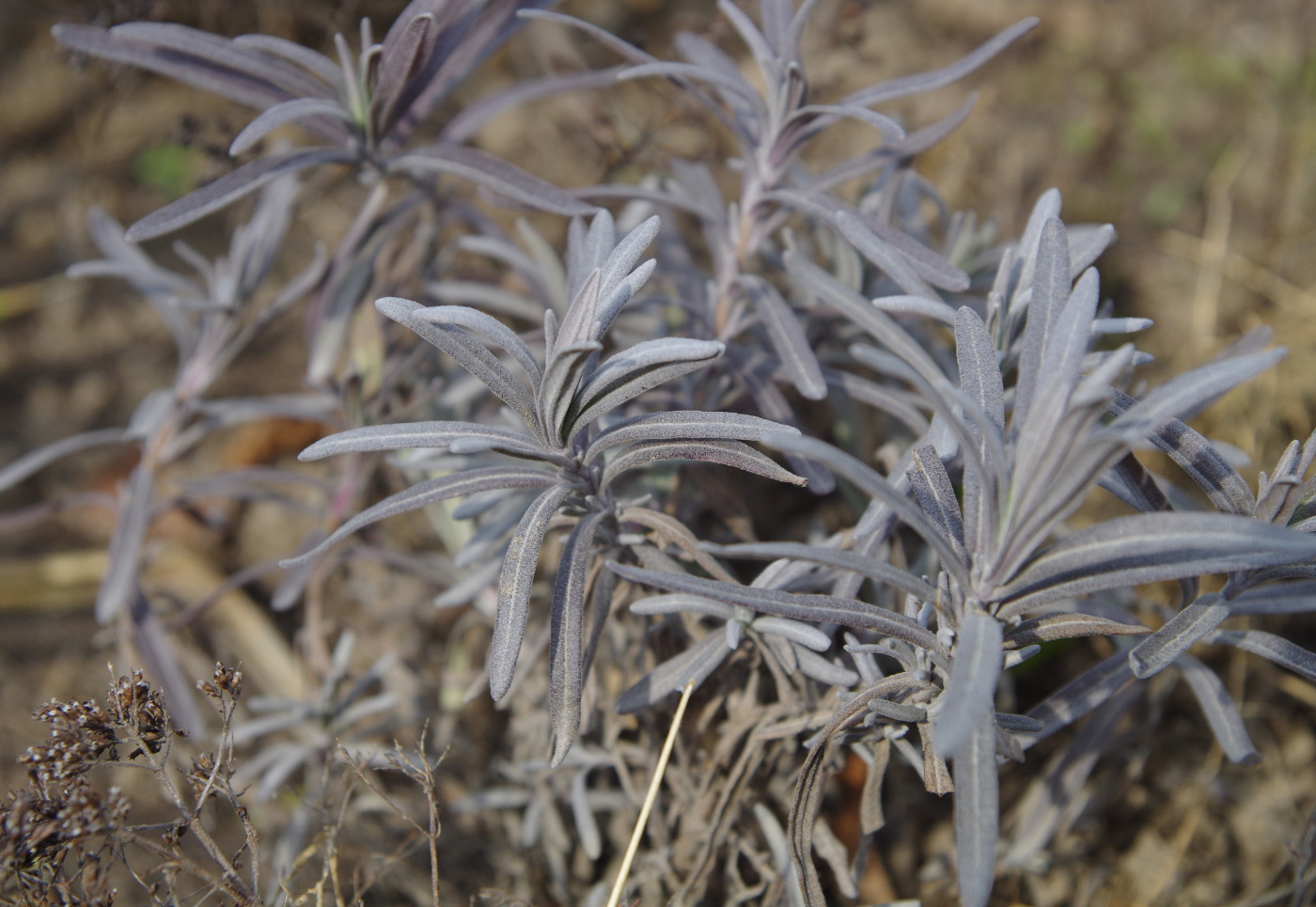 Image of Lavandula angustifolia specimen.