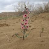 Смотреть изображение Rhinopetalum karelinii