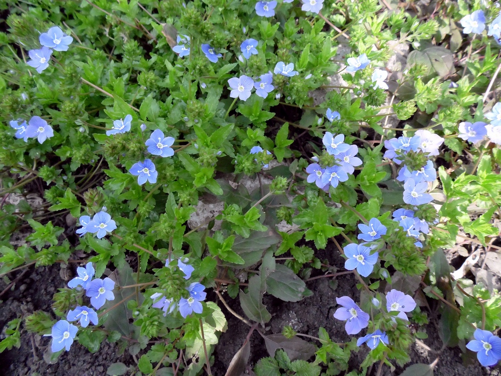 Image of Veronica umbrosa specimen.