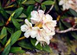 Rhododendron caucasicum. Верхушка побега с соцветием и сидящей мухой. Абхазия, Рицинский реликтовый национальный парк, гора Чха, ≈ 2300 м н.у.м., субальпийский луг. 15.07.2017.