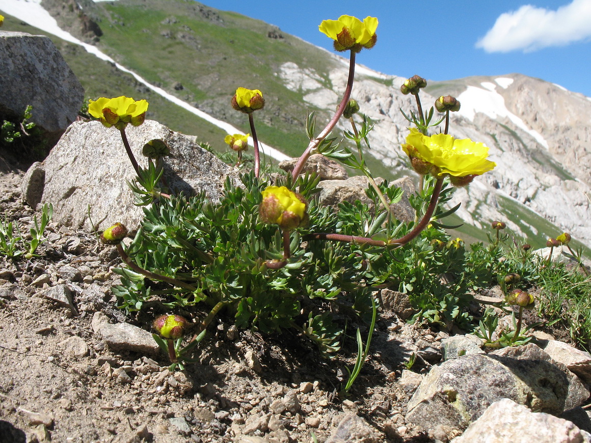 Изображение особи Ranunculus rufosepalus.