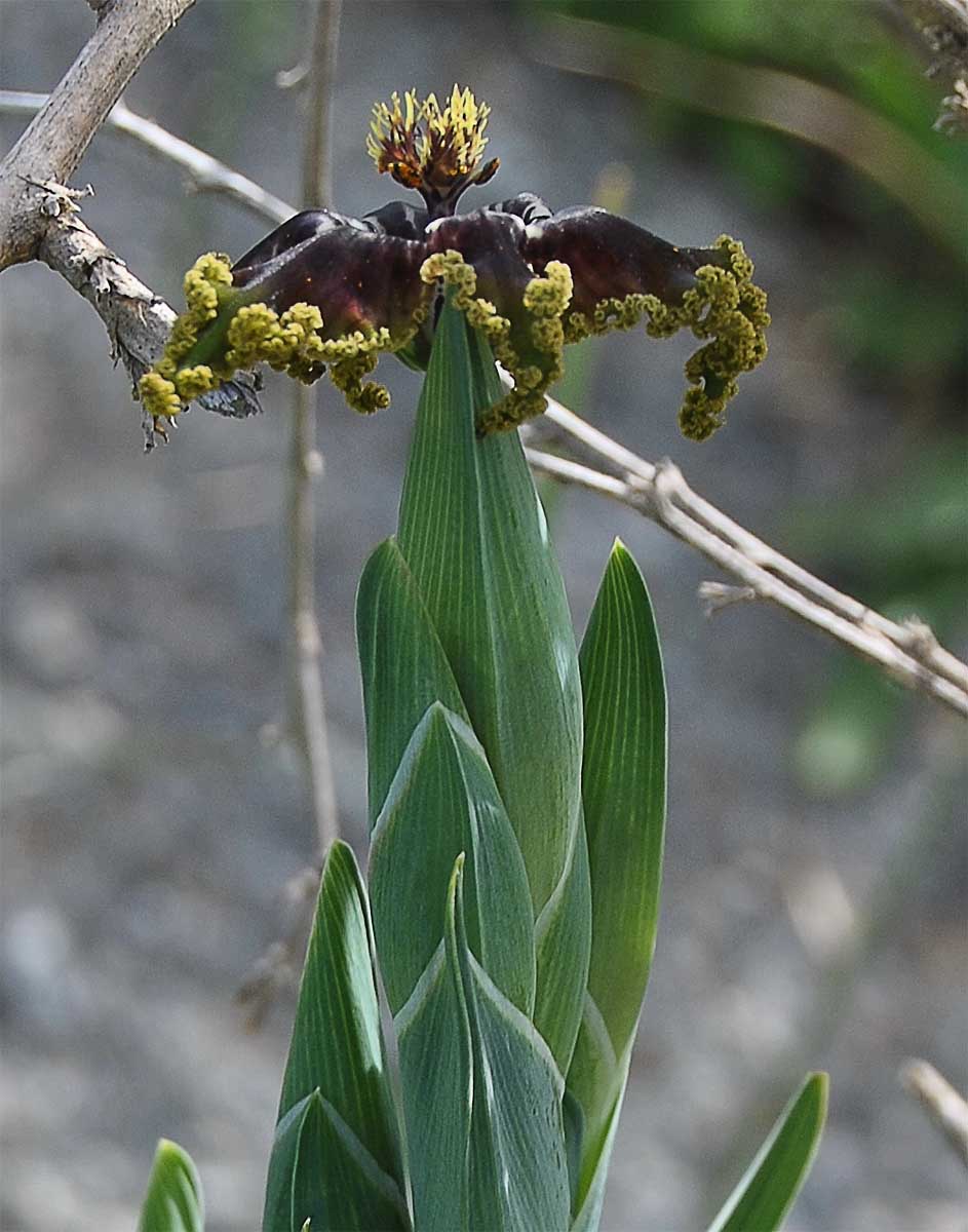 Image of Ferraria foliosa specimen.