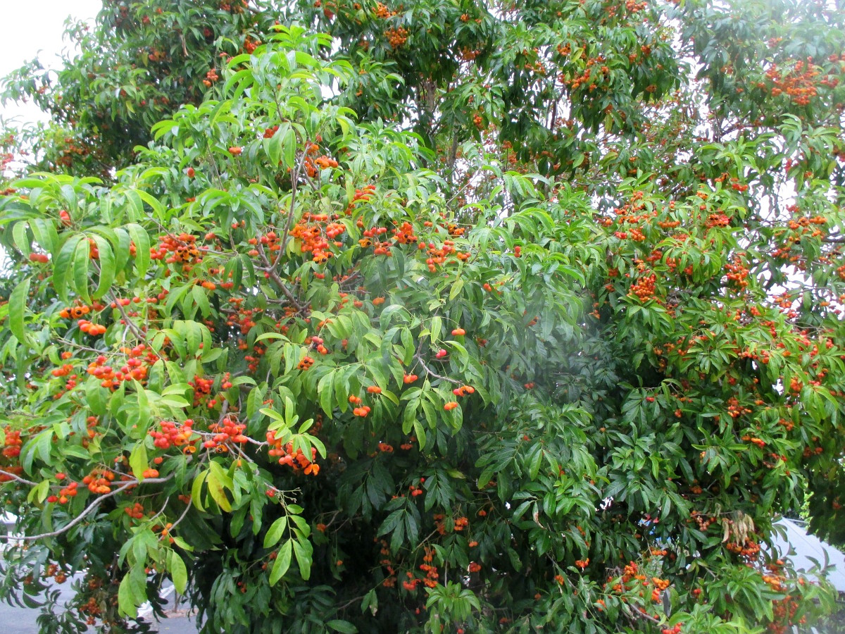 Image of Harpullia pendula specimen.