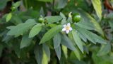 Solanum pseudocapsicum