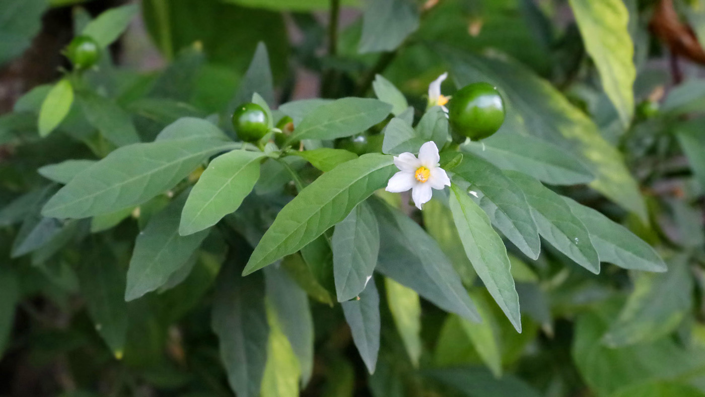 Image of Solanum pseudocapsicum specimen.