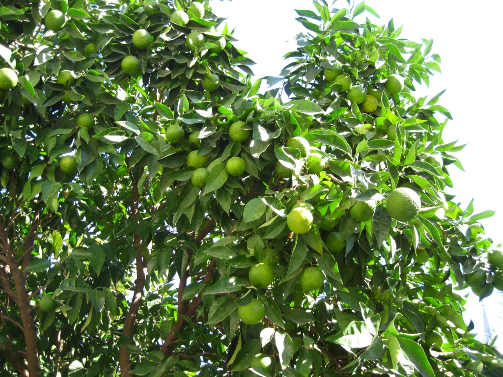 Image of Citrus reticulata specimen.