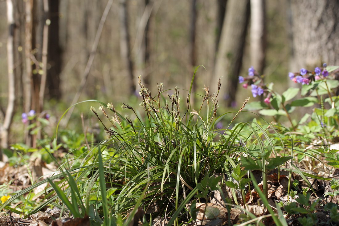 Image of Carex digitata specimen.