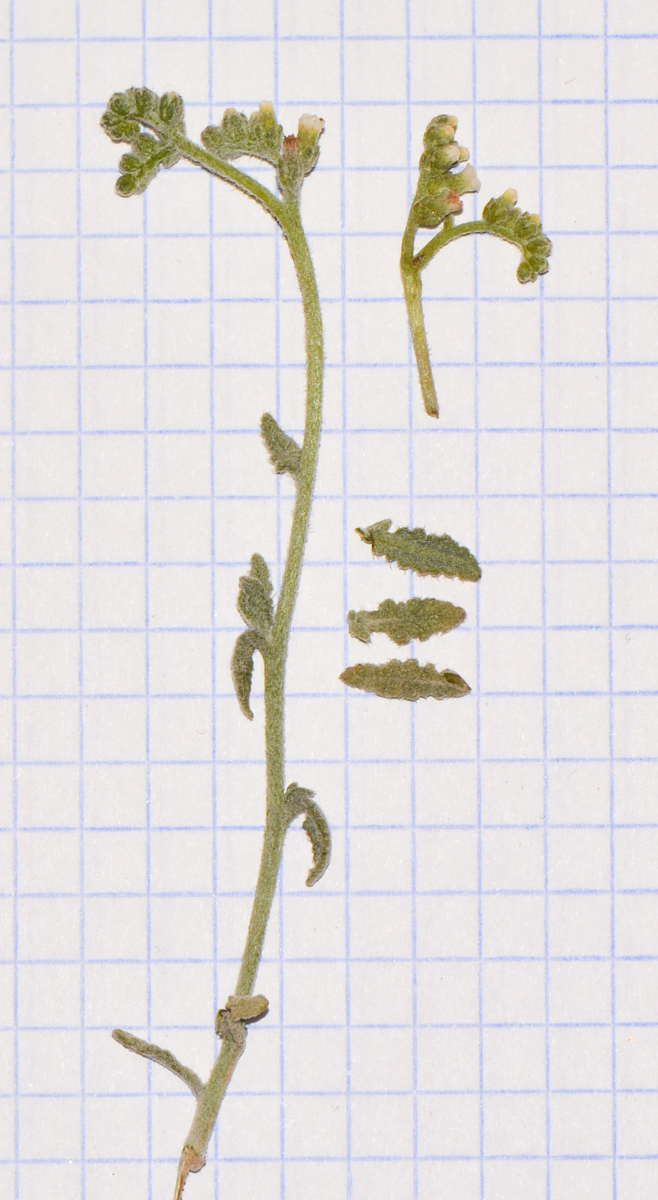 Изображение особи Heliotropium bacciferum.
