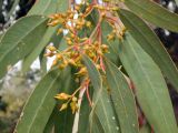 Eucalyptus camaldulensis