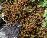 Polytrichum juniperinum