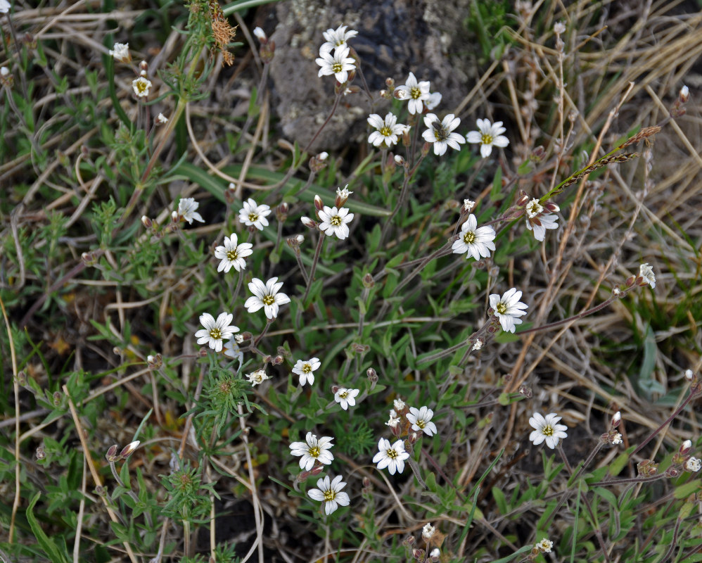 Image of Dichodon cerastoides specimen.