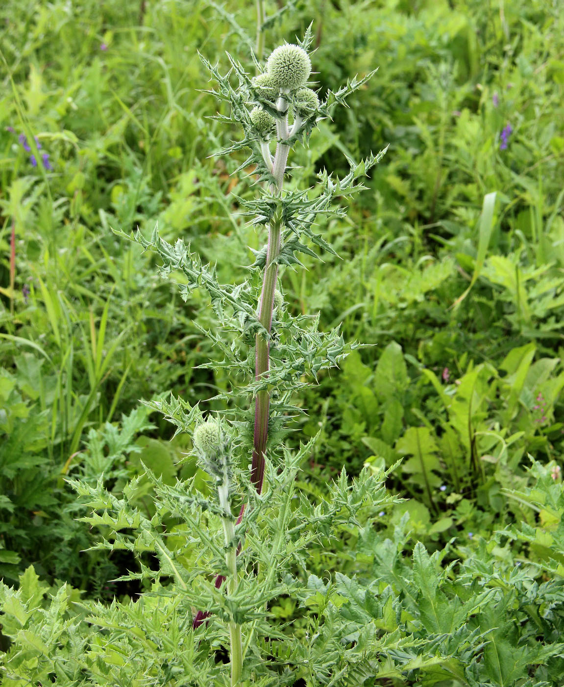 Image of Echinops sphaerocephalus specimen.