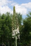 Eremurus robustus