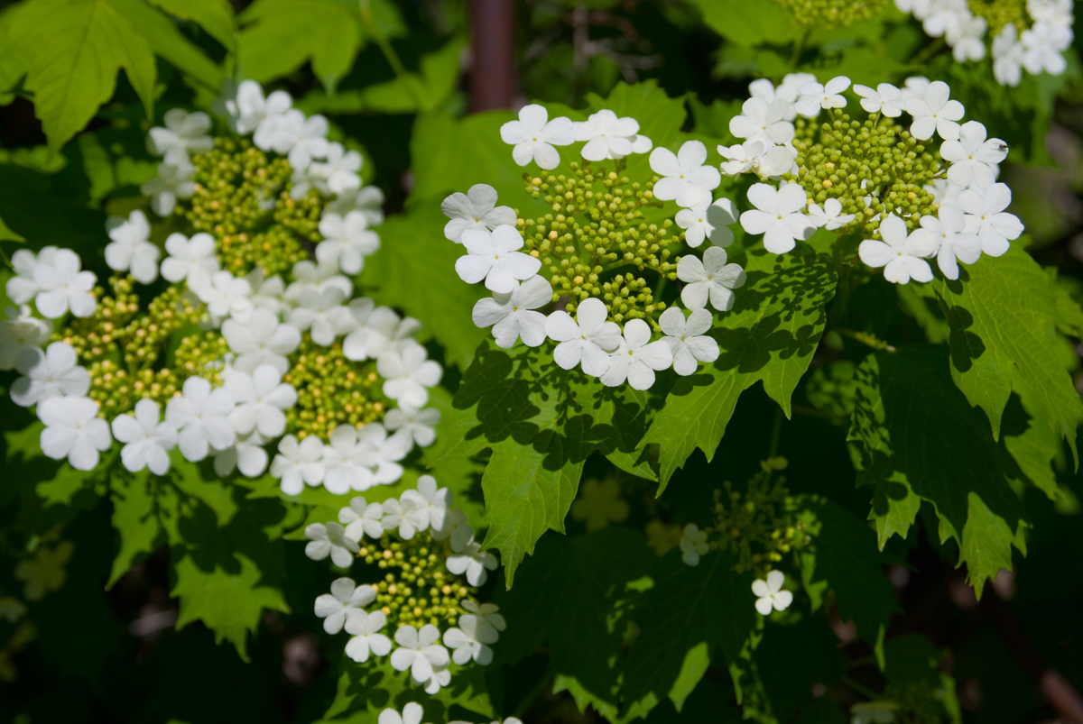 Image of Viburnum opulus specimen.