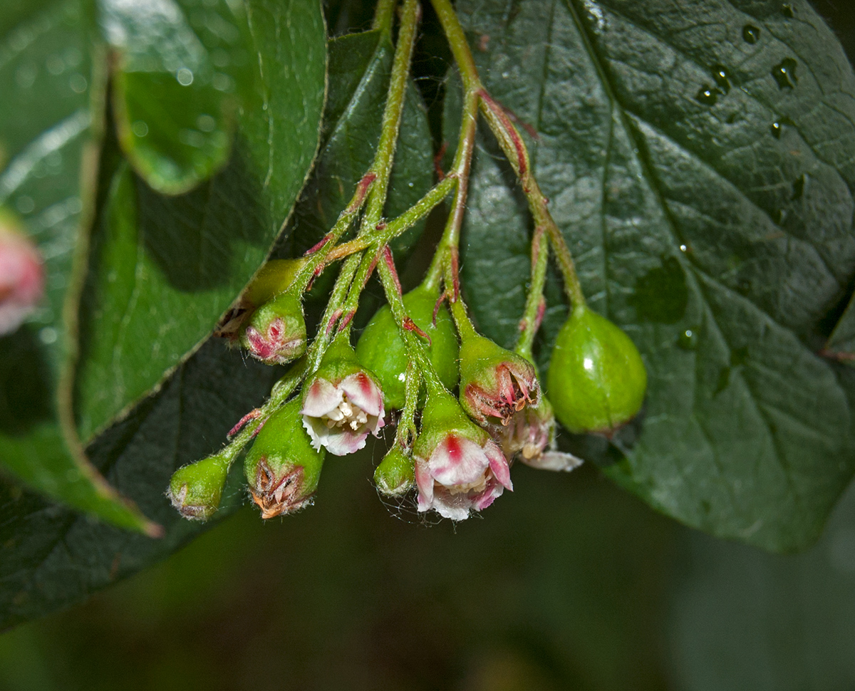 Изображение особи Cotoneaster lucidus.