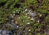 Cerastium glabratum