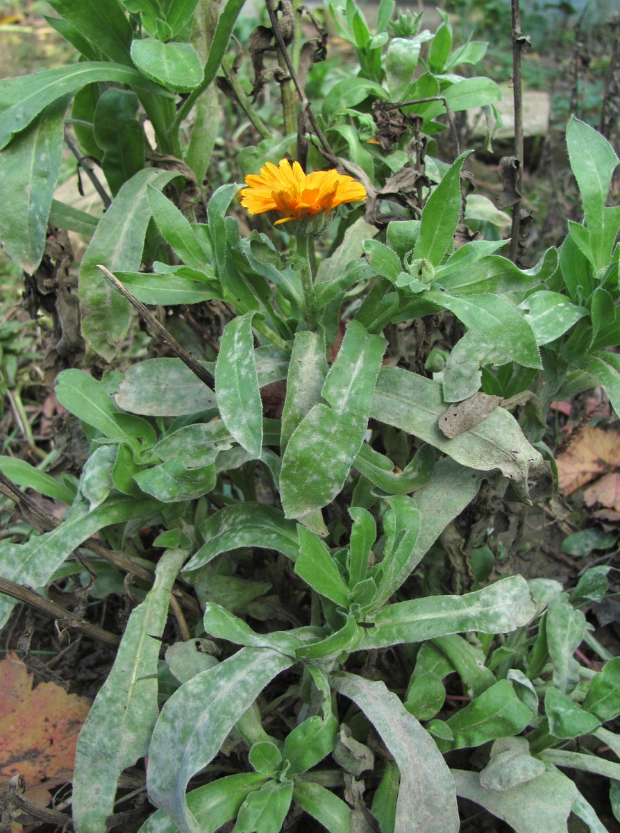 Image of Calendula officinalis specimen.