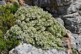 Diosma aspalathoides