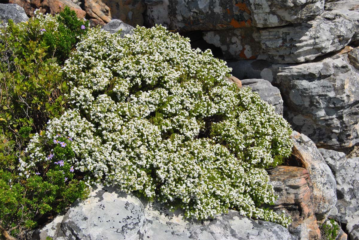 Изображение особи Diosma aspalathoides.