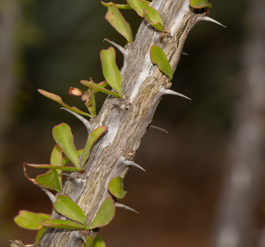 Изображение особи Fouquieria splendens.