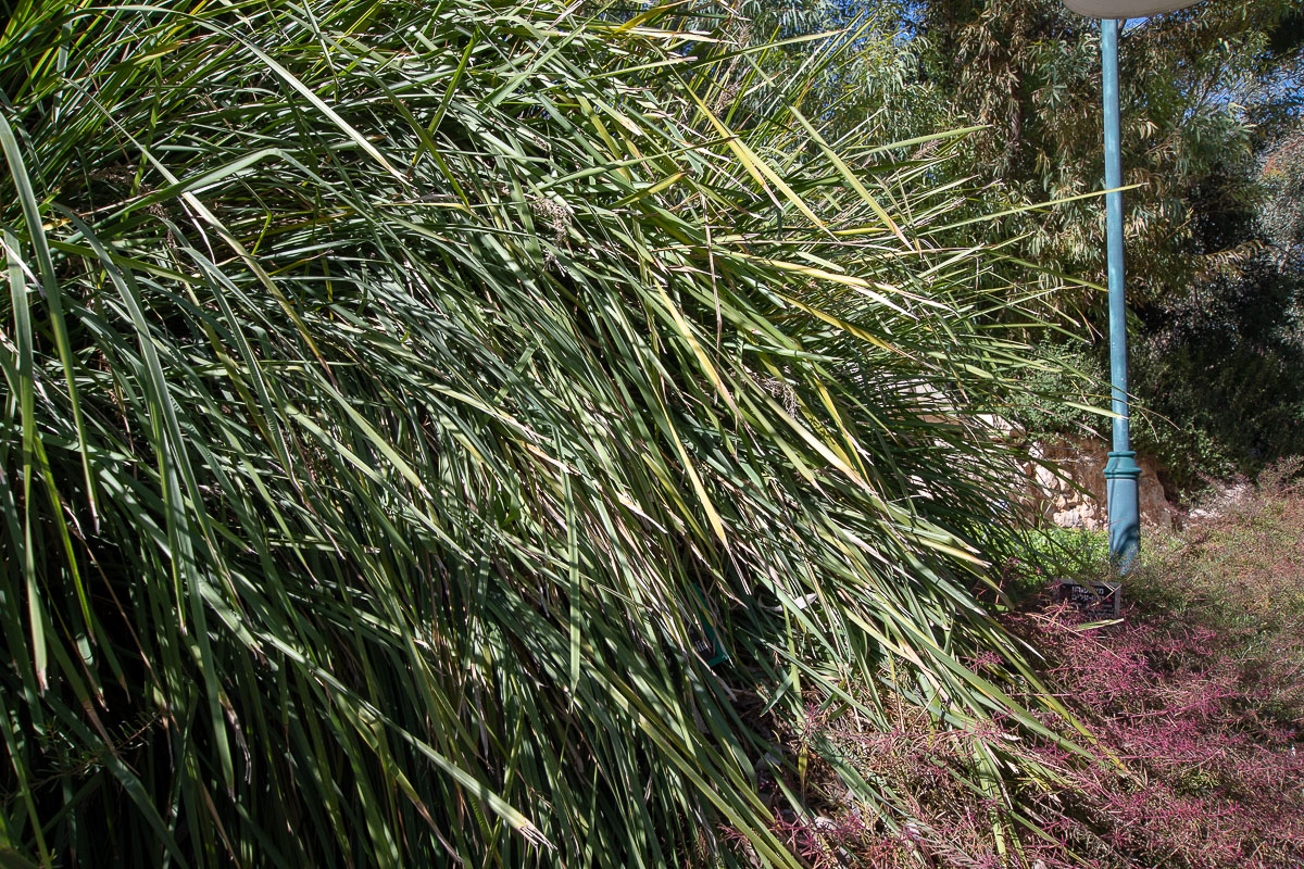 Изображение особи Lomandra longifolia.