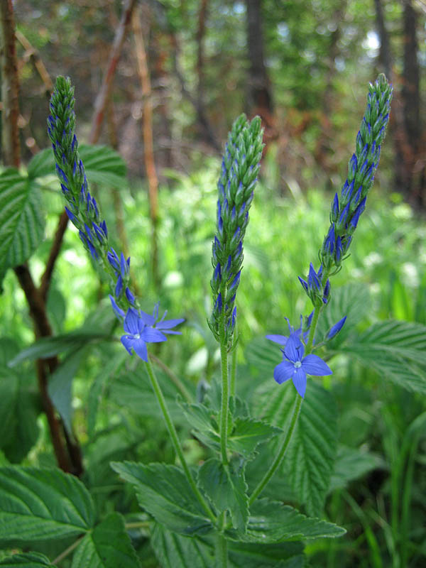 Image of Veronica teucrium specimen.