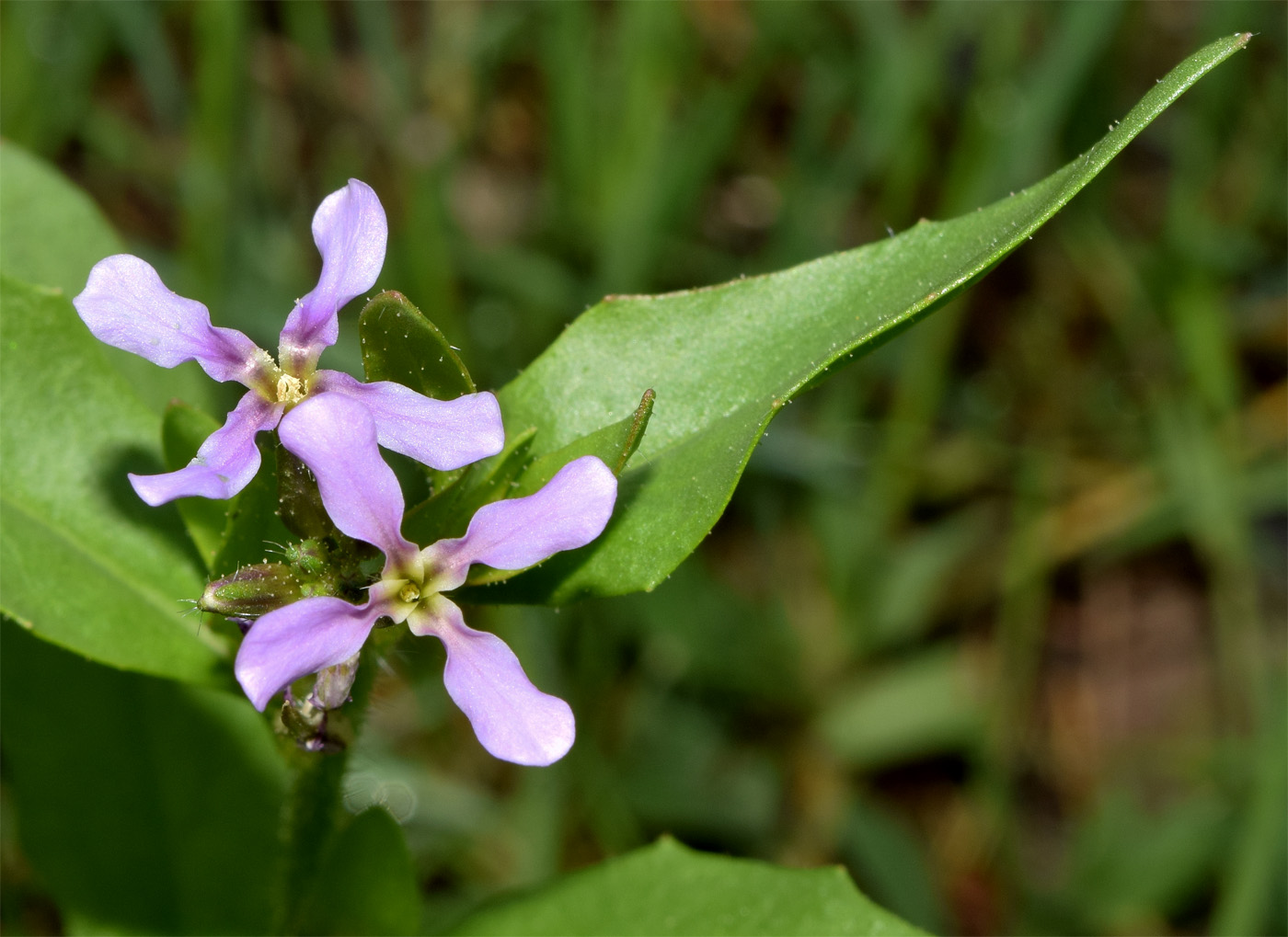 Image of Chorispora tenella specimen.